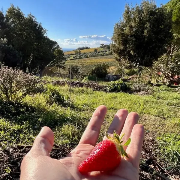 Immagine Food Forest presso TerraViva